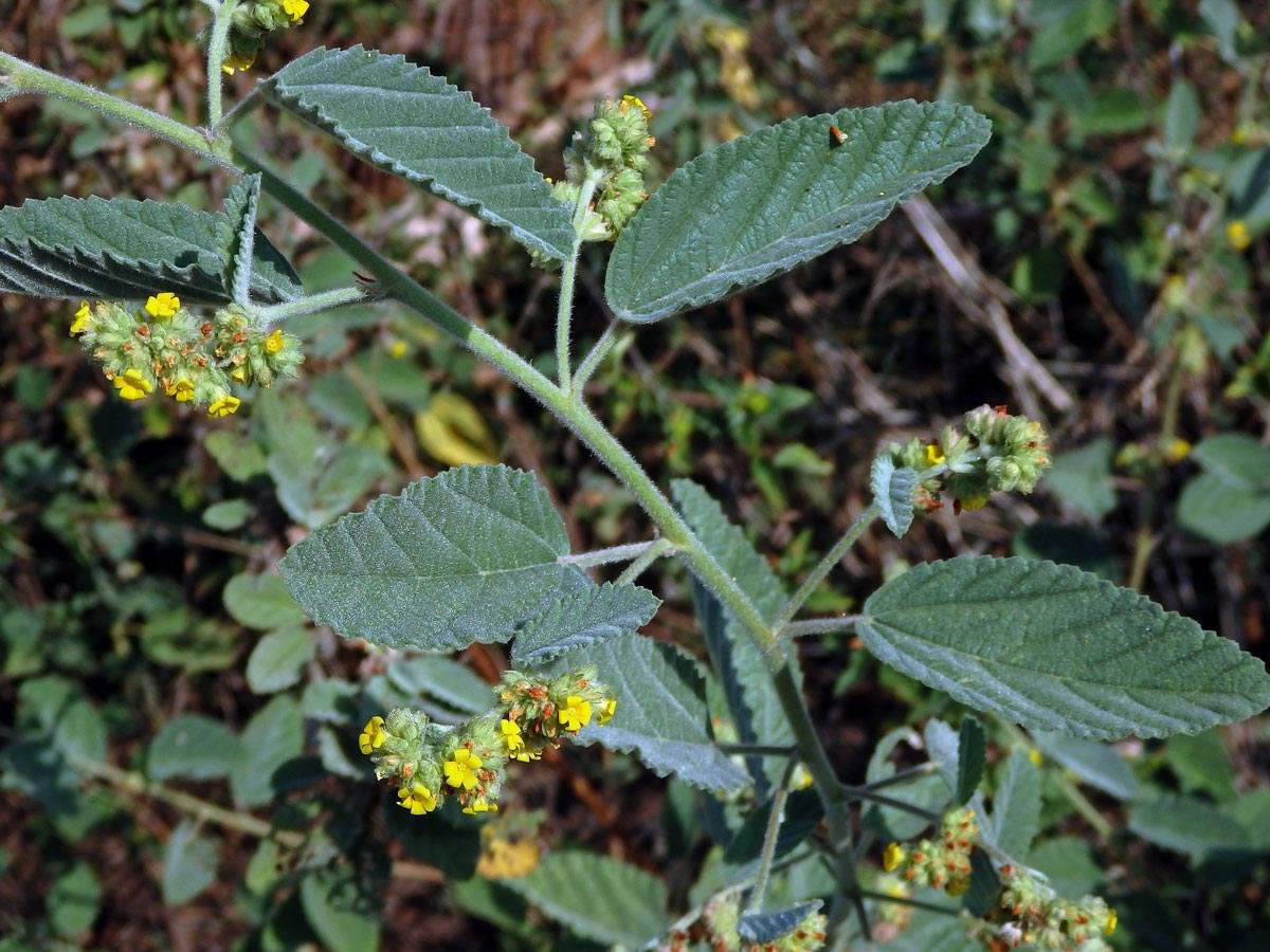 Waltheria indica L.