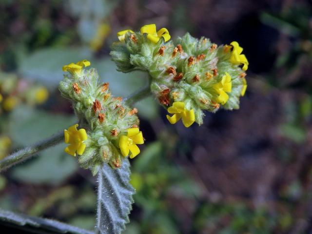 Waltheria indica L.