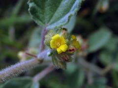 Waltheria indica L.