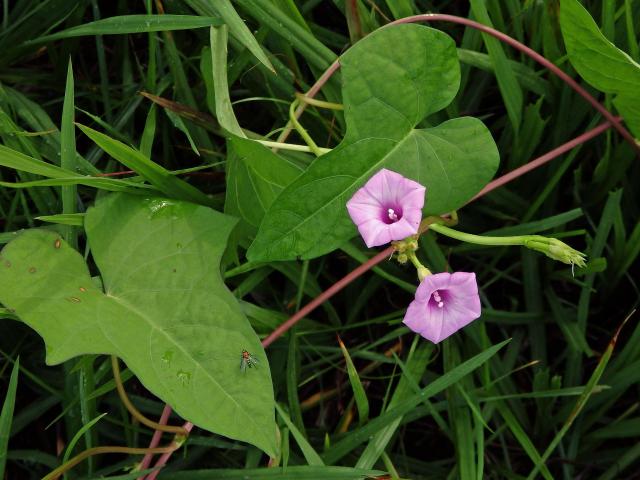 Povijnice (Ipomoea triloba L.)