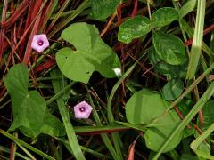 Povijnice (Ipomoea triloba L.)