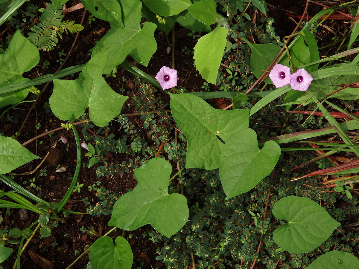 Povijnice (Ipomoea triloba L.)