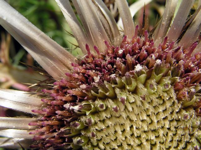 Pupava bezlodyžná (Carlina acaulis L.)