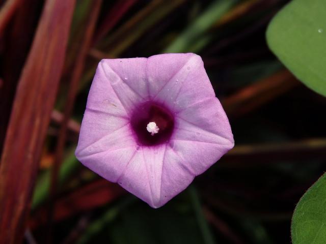 Povijnice (Ipomoea triloba L.)