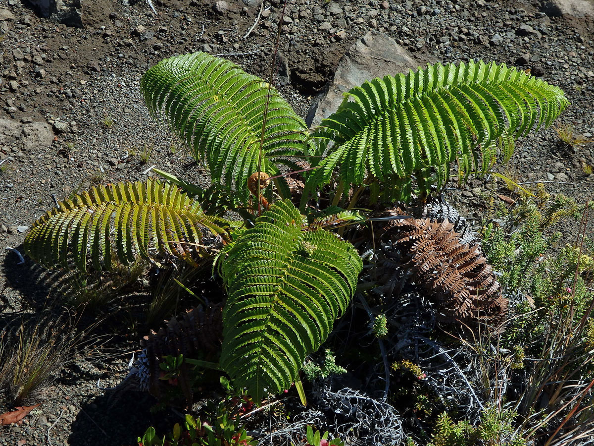 Sadleria cyatheoides Kaulfuss