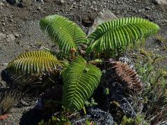 Sadleria cyatheoides Kaulfuss