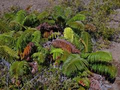 Sadleria cyatheoides Kaulfuss