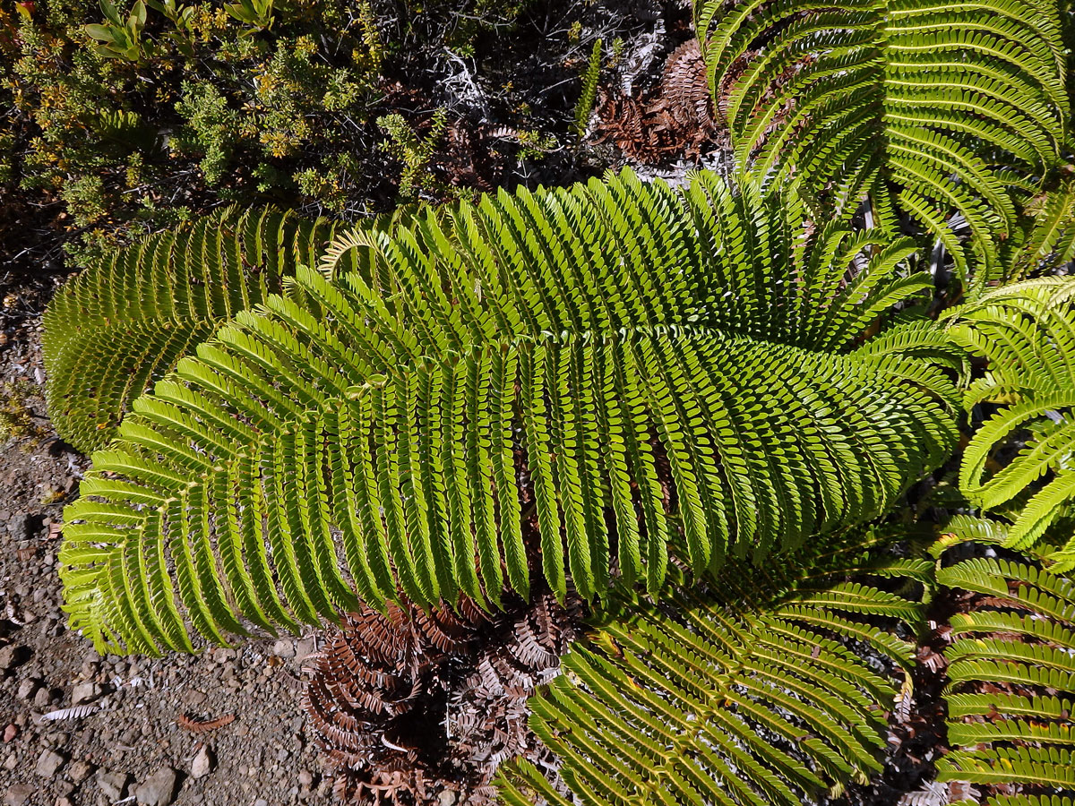 Sadleria cyatheoides Kaulfuss