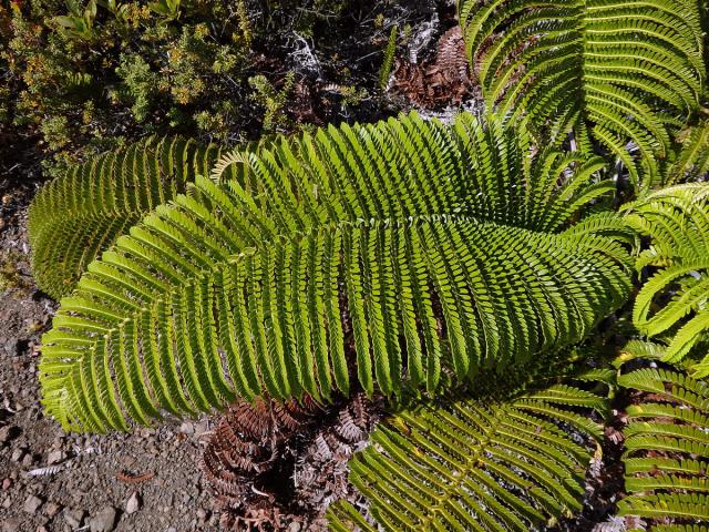 Sadleria cyatheoides Kaulfuss