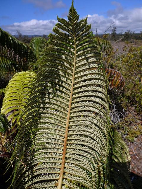 Sadleria cyatheoides Kaulfuss