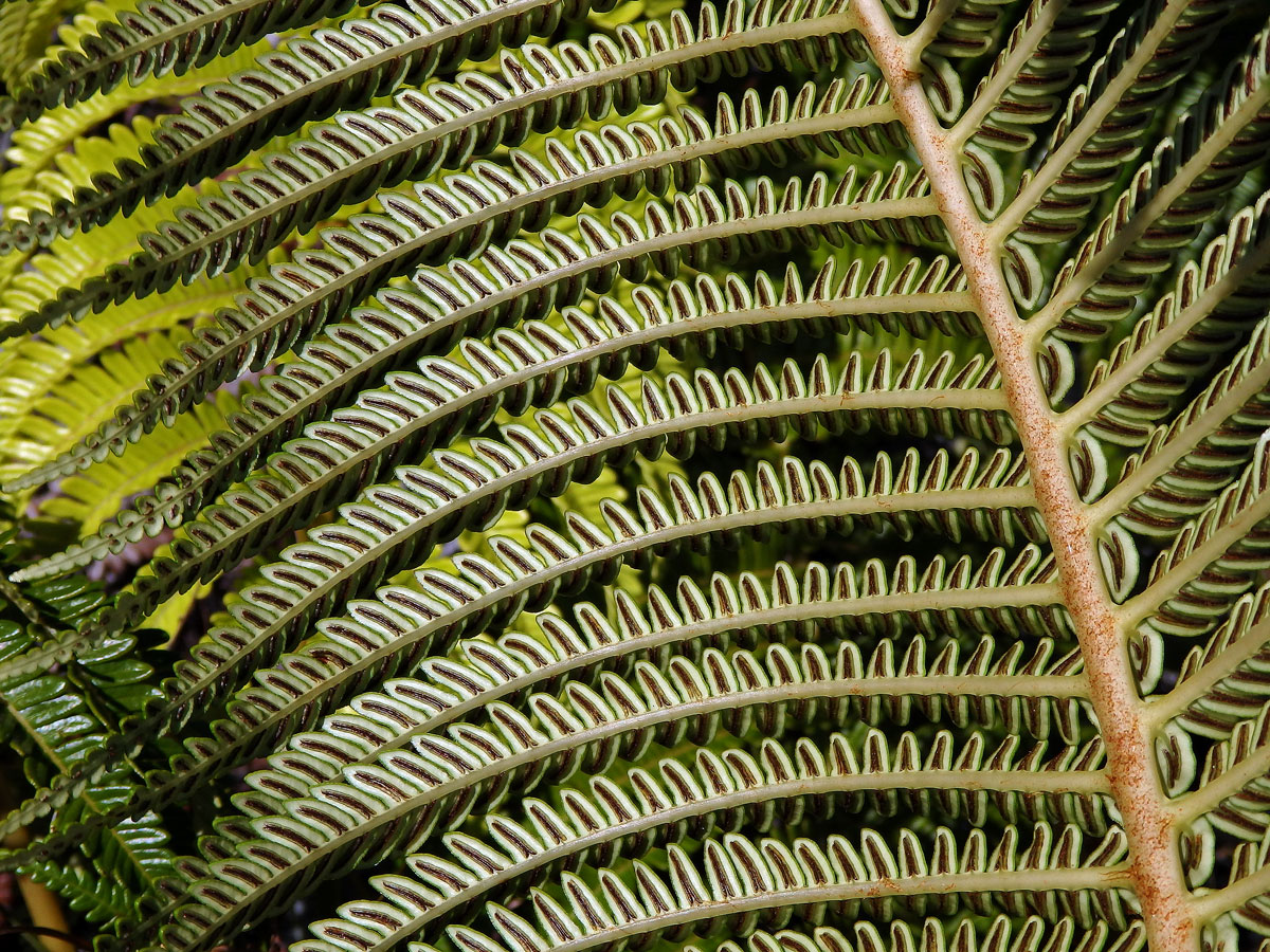 Sadleria cyatheoides Kaulfuss