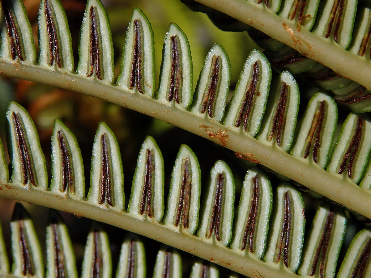 Sadleria cyatheoides Kaulfuss