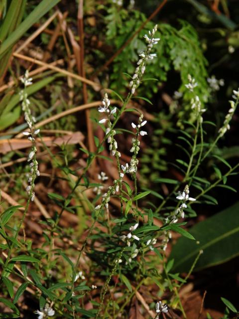 Vítod (Polygala paniculata L.)