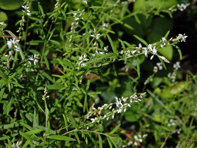 Vítod (Polygala paniculata L.)