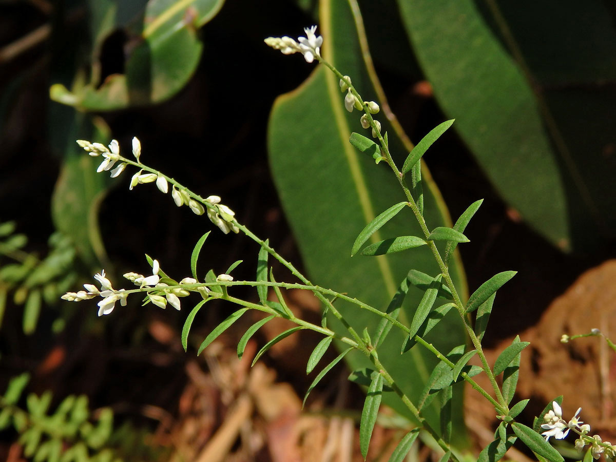 Vítod (Polygala paniculata L.)