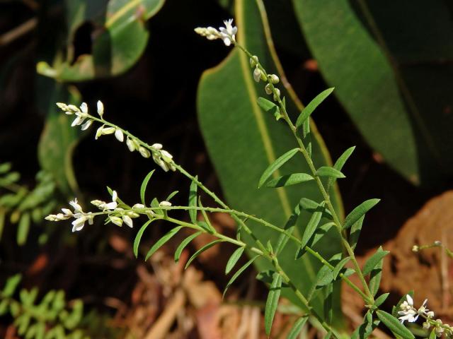 Vítod (Polygala paniculata L.)