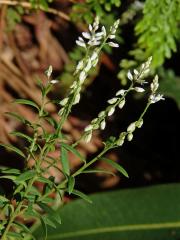 Vítod (Polygala paniculata L.)