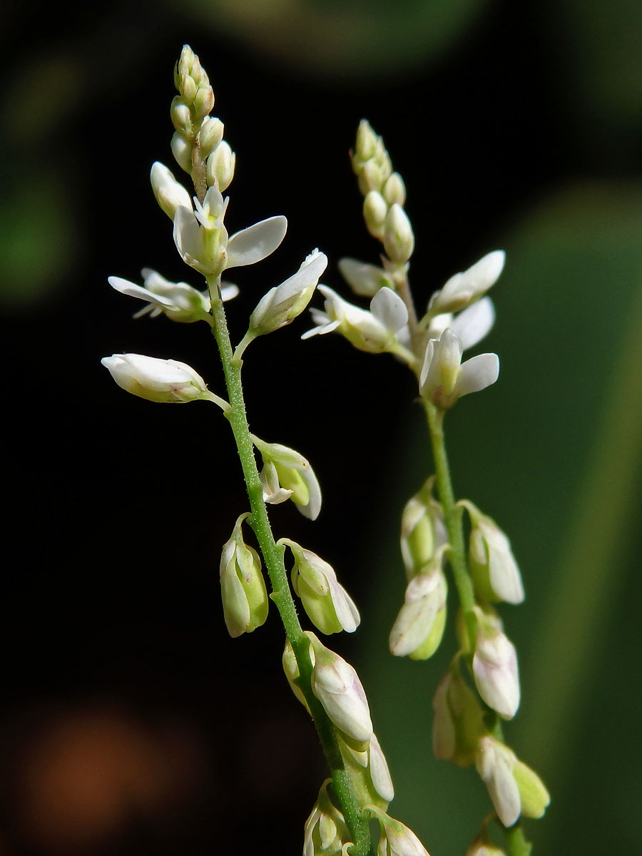 Vítod (Polygala paniculata L.)