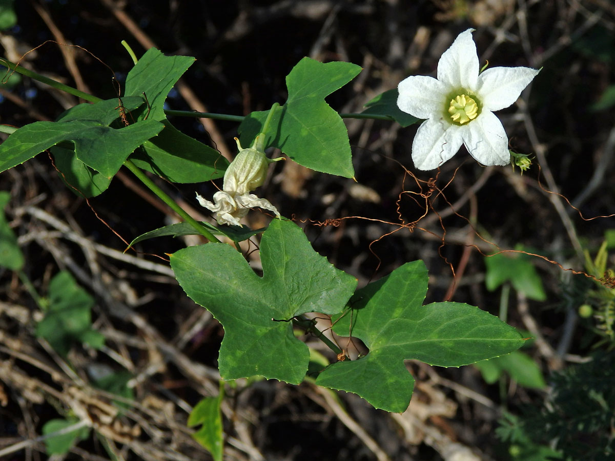 Coccinia grandis (L.) Voigt