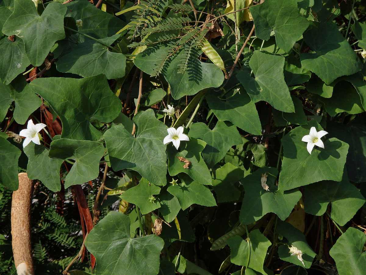 Coccinia grandis (L.) Voigt