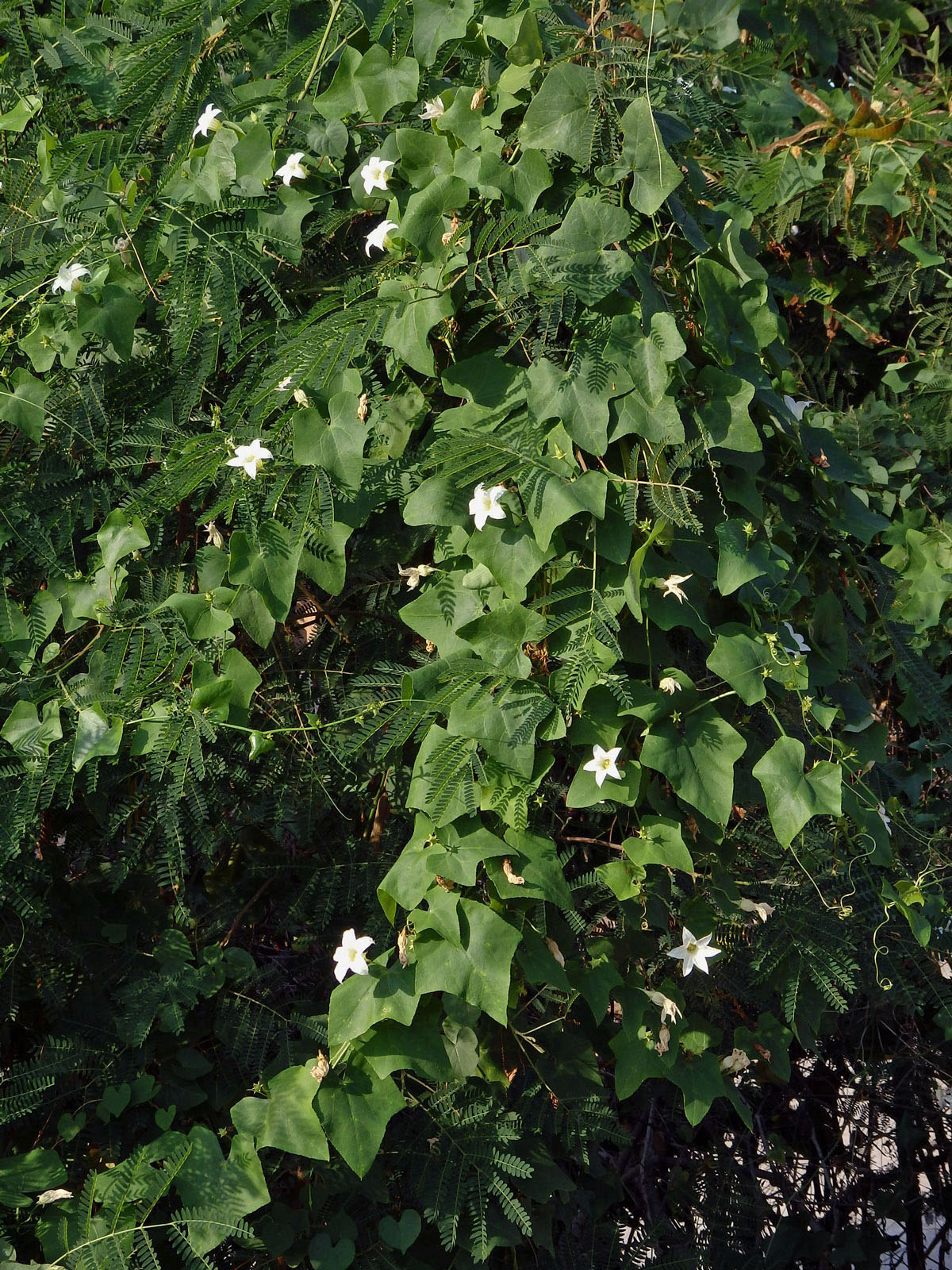 Coccinia grandis (L.) Voigt