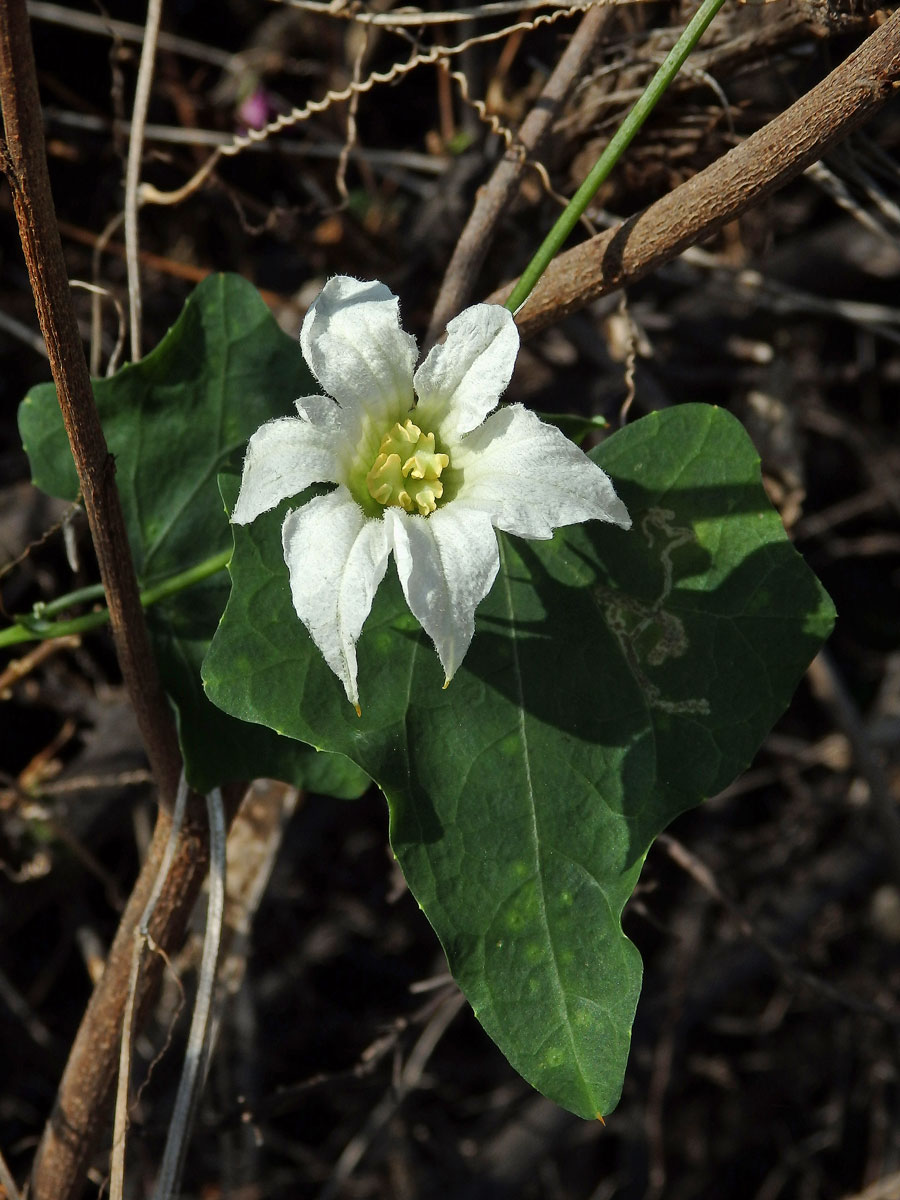 Coccinia grandis (L.) Voigt, šestičetný květ (1a)