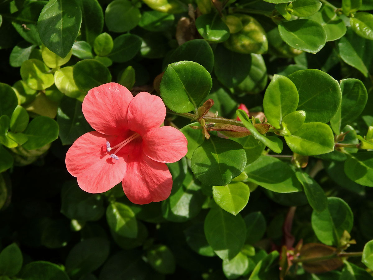 Barleria repens Ness