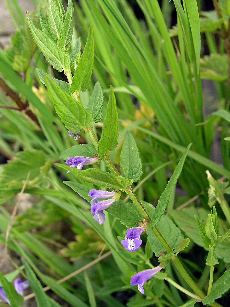 Šišák vroubkovaný (Scutellaria gelericulata L.)