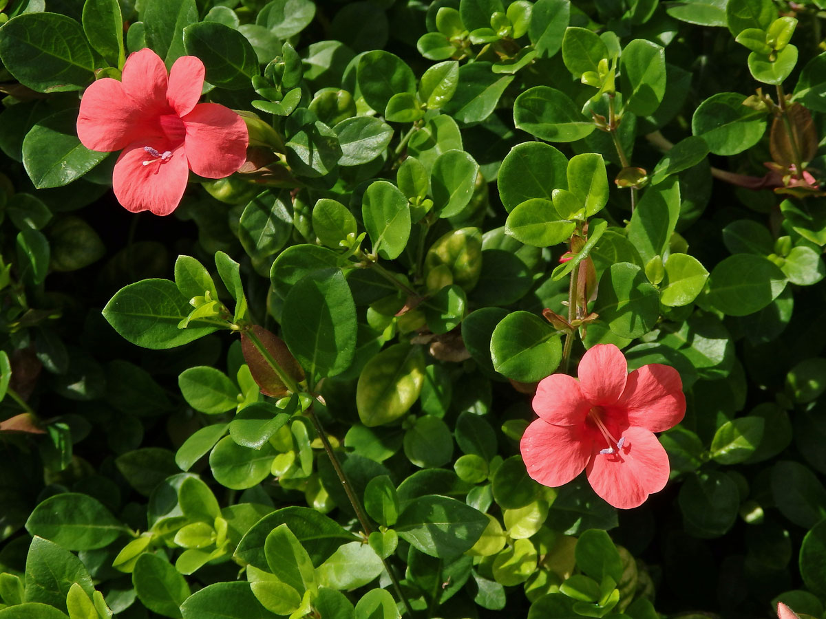 Barleria repens Ness