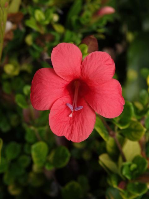 Barleria repens Ness