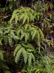 Dicranopteris linearis (Burm.) Underwood