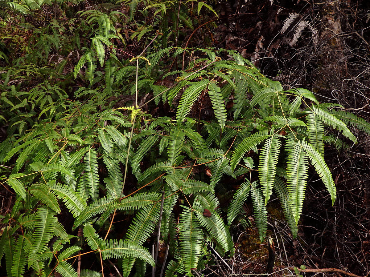 Dicranopteris linearis (Burm.) Underwood