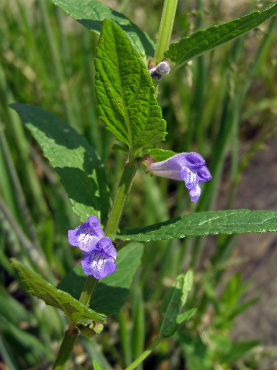 Šišák vroubkovaný (Scutellaria gelericulata L.)