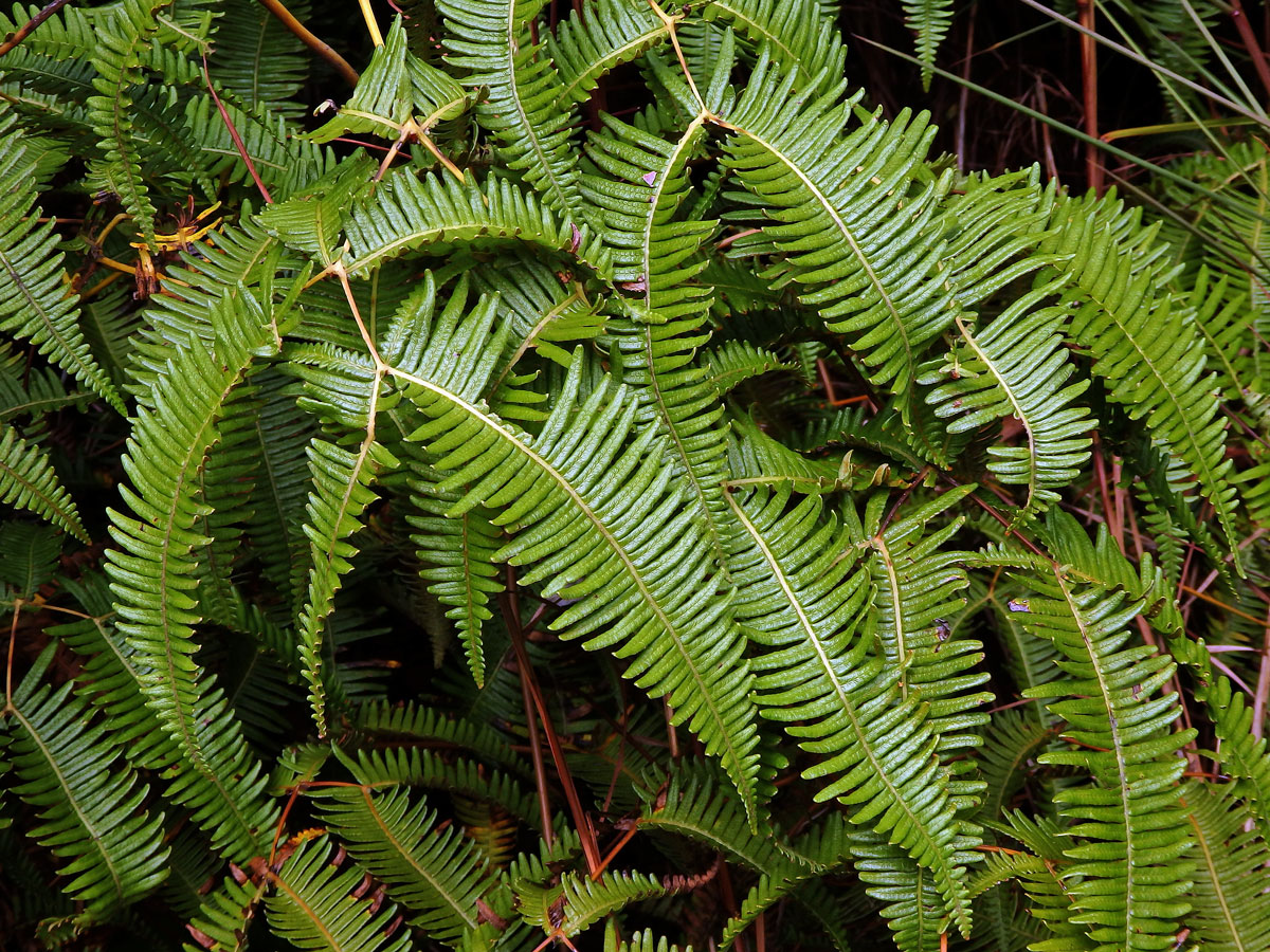 Dicranopteris linearis (Burm.) Underwood