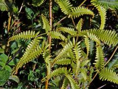 Dicranopteris linearis (Burm.) Underwood