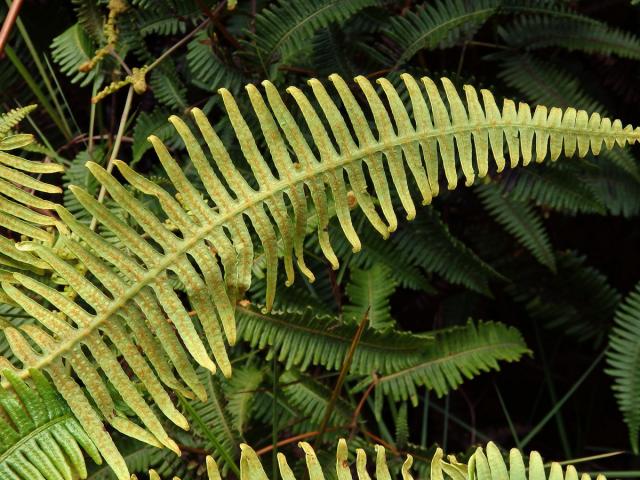 Dicranopteris linearis (Burm.) Underwood