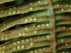 Dicranopteris linearis (Burm.) Underwood