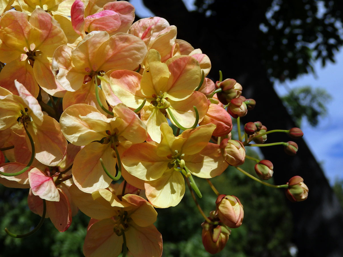 Kasie (Cassia × nealiae H. S. Irwin & Barneby)