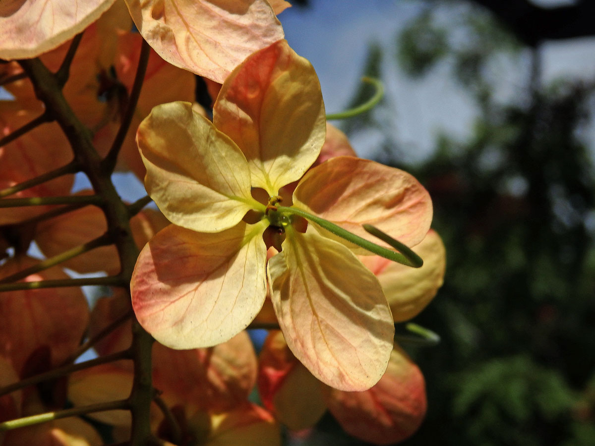 Kasie (Cassia × nealiae H. S. Irwin & Barneby)