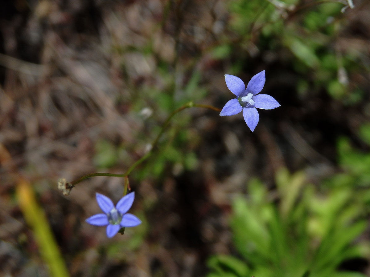 Wahlenbergia gracilis Schrad.