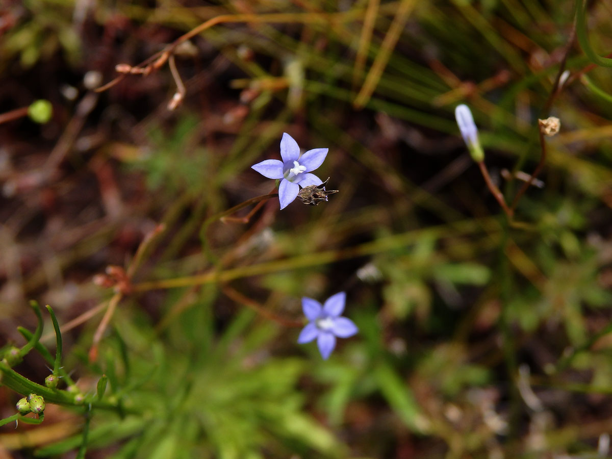 Wahlenbergia gracilis Schrad.