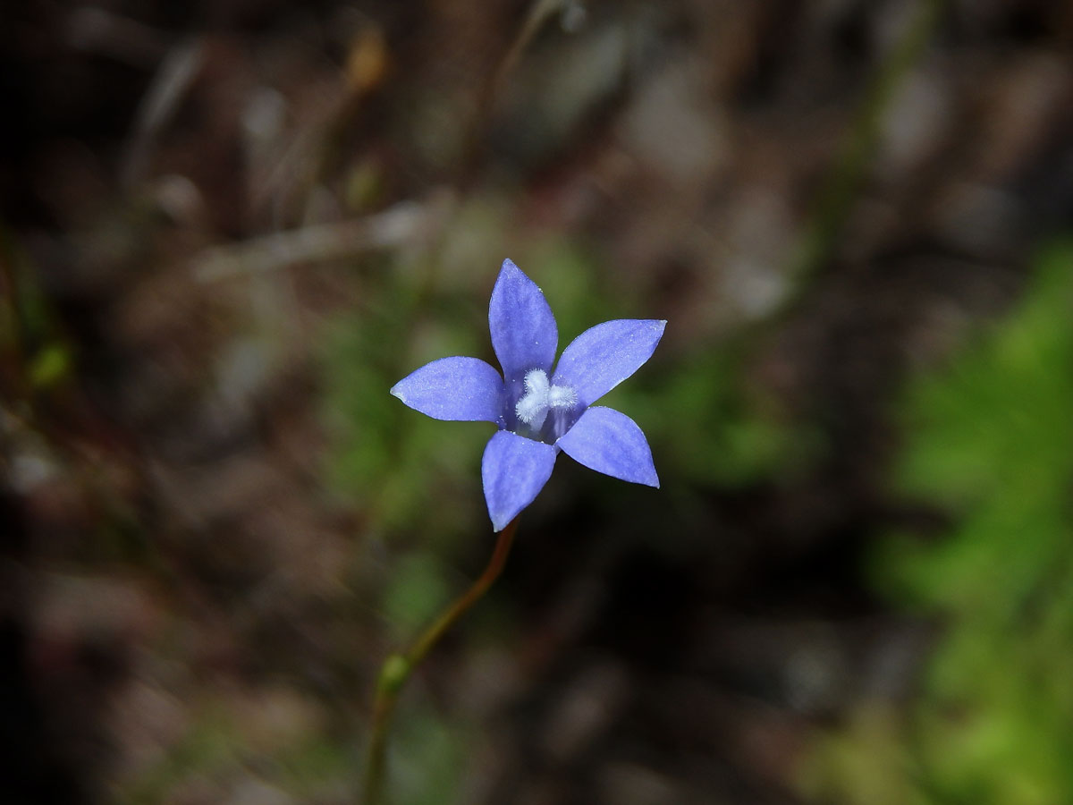 Wahlenbergia gracilis Schrad.