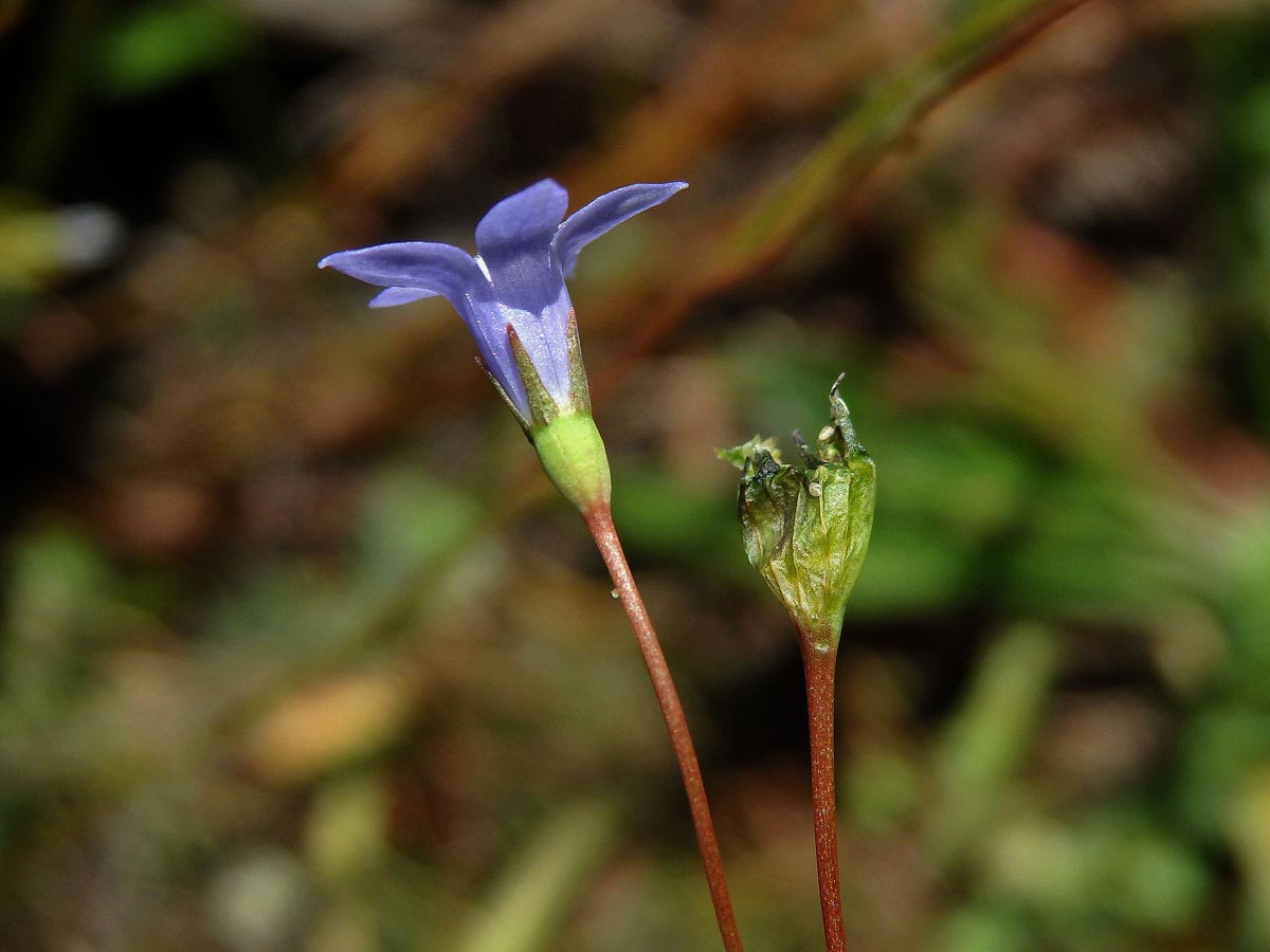 Wahlenbergia gracilis Schrad.