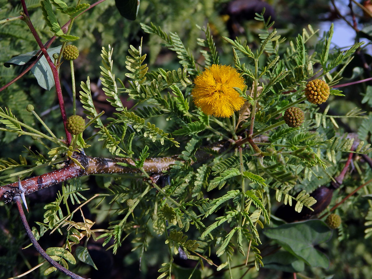 Akácie Farnesova (Vachellia farnesiana (L.) Wight & Arn.)