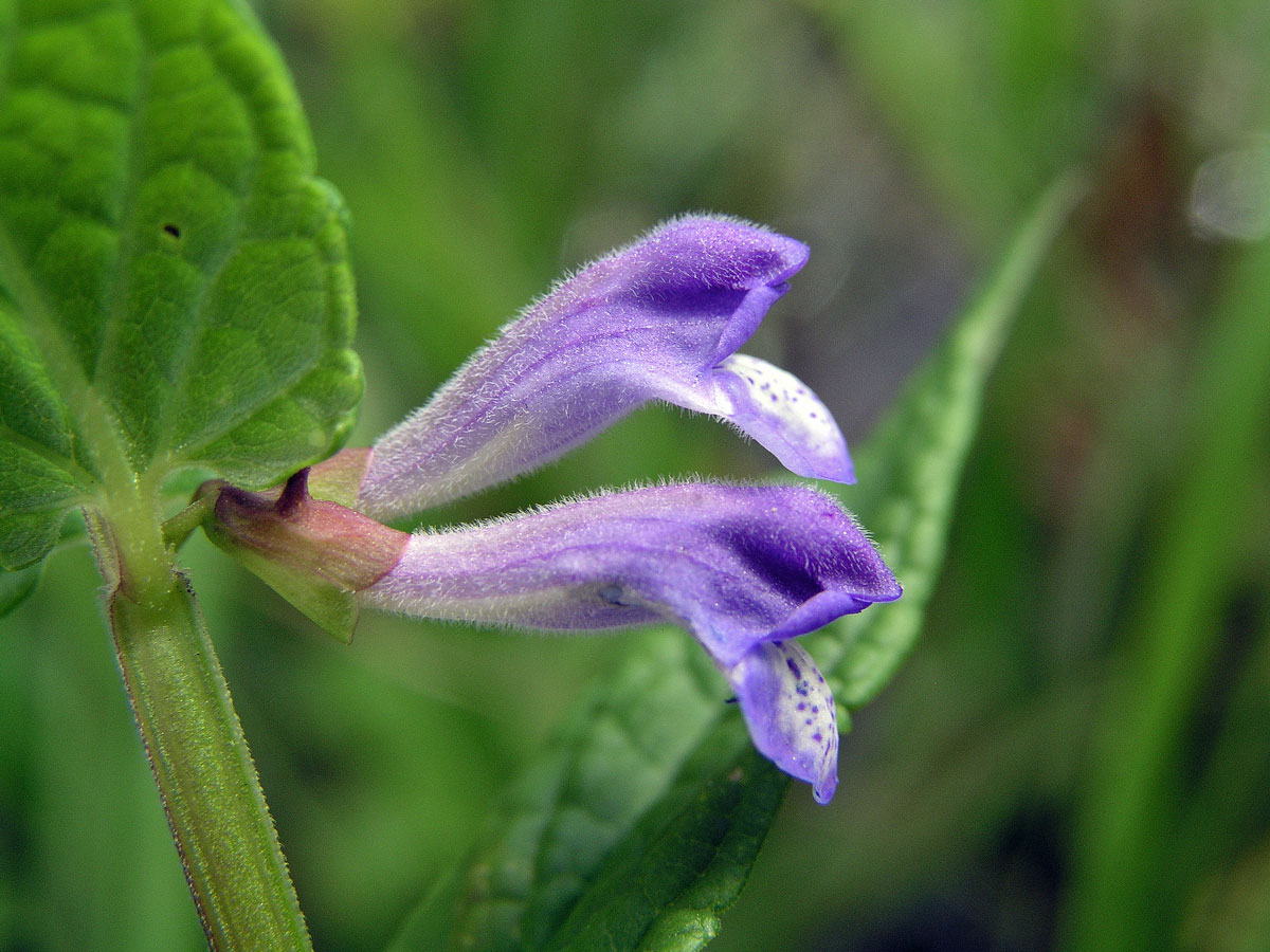 Šišák vroubkovaný (Scutellaria gelericulata L.)