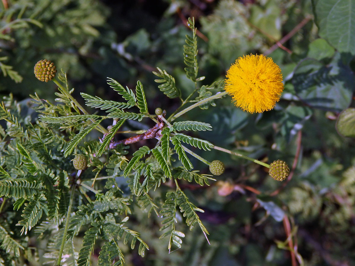 Akácie Farnesova (Vachellia farnesiana (L.) Wight & Arn.)