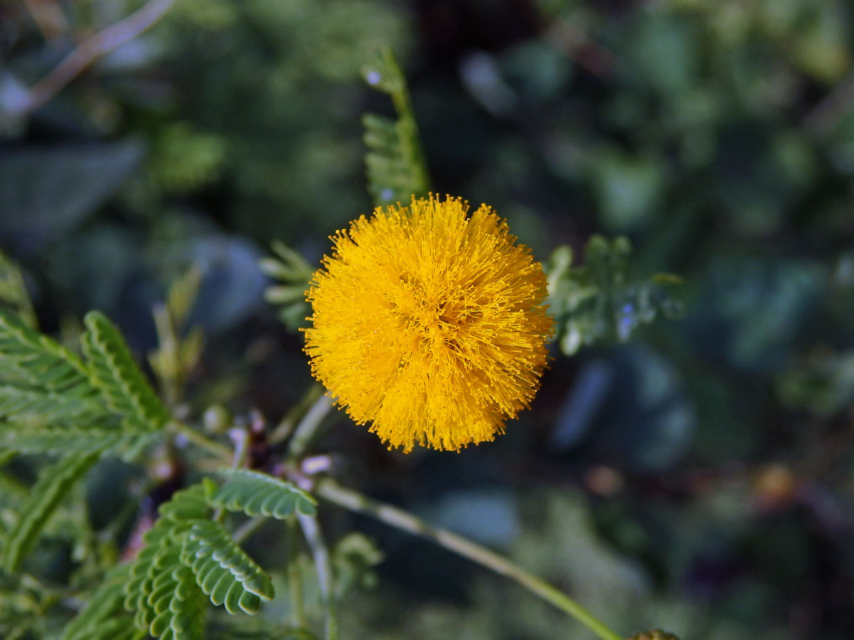 Akácie Farnesova (Vachellia farnesiana (L.) Wight & Arn.)