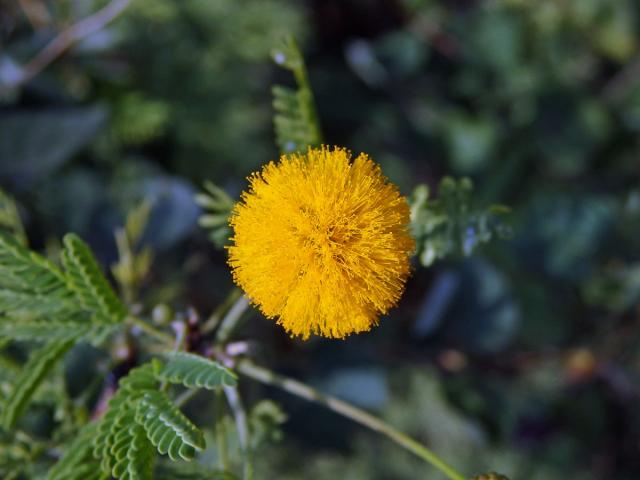 Akácie Farnesova (Vachellia farnesiana (L.) Wight & Arn.)