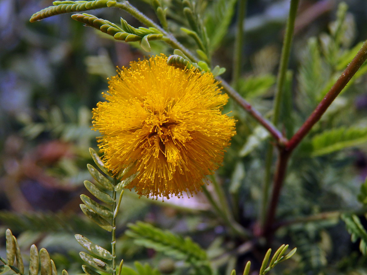 Akácie Farnesova (Vachellia farnesiana (L.) Wight & Arn.)