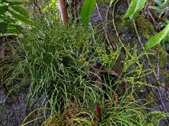 Prutovka nahá (Psilotum nudum (L.) Beauv.